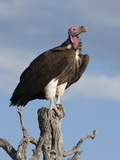 Lappetfaced Vulture (Torgos Tracheliotus)  Etosha National Park  Namibia  Africa