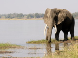 Elephant  Manapools National Park  UNESCO World Heritage Site  Zimbabwe  Africa
