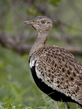 Male Black-Bellied Bustard (Eupodotis Melanogaster)  Kruger National Park  South Africa