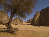 Lonely Tree in the Sahara  Southern Algeria  North Africa  Africa