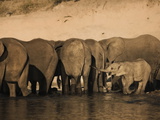 Elephants (Loxodonta Africana) in Chobe River  Botswana  Africa