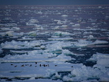 Adelie Penguins (Pygoscelis Adeliae) on An Ice Floe at Midnight  Southern Ocean  Antarctic