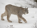 Canadian Lynx (Lynx Canadensis) in Snow in Captivity  Near Bozeman  Montana