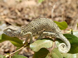 Chameleon With Rolled Tail on Shrub  Tanzania  East Africa  Africa