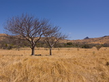 The Monolith Called Windsor Castle Near Diego Suarez (Antsiranana)  Madagascar  Africa