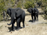 Elephants Looking Very Black After Mud Bath  Hwange National Park  Zimbabwe  Africa