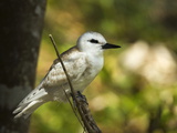 Large White Tern (Gygis Alba) Chick  Lord Howe Island  New South Wales  Australia