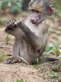 Young Chacma Baboon (Papio Cynocephalus Ursinus)  Kruger National Park  Mpumalanga  South Africa