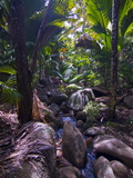 Beautiful Rocks in the Jungle of Valle De Mai  Praslin  Seychelles  Africa