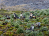Antarctic Fur Seals (Arctocephalus Gazella)  Husvik Island  Antarctic  Polar Regions