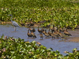 Ardea Humbloti (Madagascar Herons) in the Ankarafantsika National Park  Madagascar  Africa