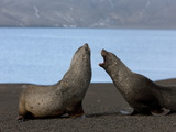 Antarctic Fur Seals (Arctocephalus Gazella)  Deception Island  South Shetlands  Antarctic