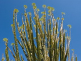 Spiny Forests at the Berenty Private Reserve  Madagascar  Africa