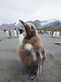 King Penguin Chick (Aptenodytes Patagonicus)  Gold Harbour  South Georgia  Antarctic  Polar Regions