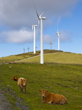 Wind Farm and Cows  Ortiguera Area  a Coruna  Galicia  Spain  Europe