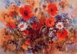 Klatschmohn 1004