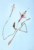 Ohne Titel IV