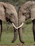 Two African Elephant (Loxodonta Africana) Face to Face  Addo Elephant National Park  South Africa