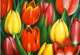 Rot-Gelbe Tulpen