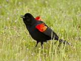 Male Red-Winged Blackbird (Agelaius Phoeniceus) Displaying  San Jacinto Wildlife Area  California
