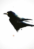 Rabe/ Corbeau