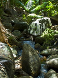 Beautiful Rocks in the Jungle of Valle De Mai  Praslin  Seychelles  Africa