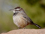 Cactus Wren (Campylorhynchus Brunneicapillus)  Arizona Sonora Desert Museum  Tucson  Arizona  USA