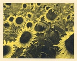 Girasoles
