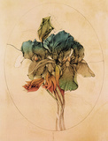Viola tricolor