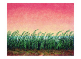 Schilfgras  c2001
