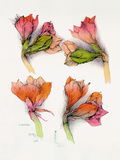 Vier Amaryllis