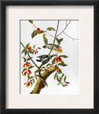Audubon: Woodpecker  1827