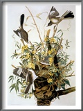 Northern Mockingbird