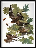 Audubon: Nighthawk