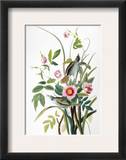 Seaside Sparrow  1858