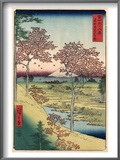 Japan: Maple Trees  1858