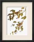 Audubon: Warbler