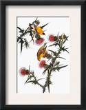 Audubon: Goldfinch