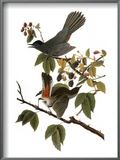 Audubon: Catbird  1827-38
