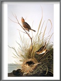 Audubon: Finch