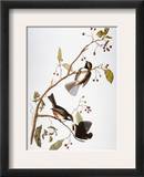 Audubon: Chickadee