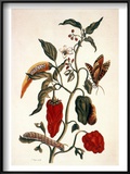 Pepper Plant