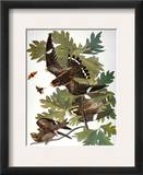 Audubon: Nighthawk