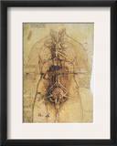 Leonardo: Anatomy  C1510