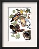 Audubon: Duck