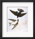 Audubon: Swallows  1827-38