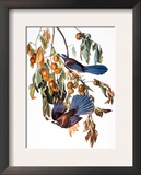 Audubon: Scrub Jay  1827-38