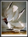 Audubon: Gull