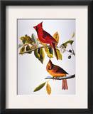 Audubon: Cardinal
