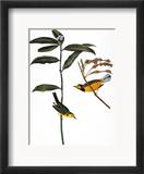 Audubon: Warbler  1827